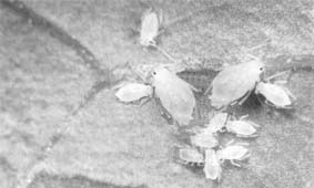 Cannabis and lice - Disability uk