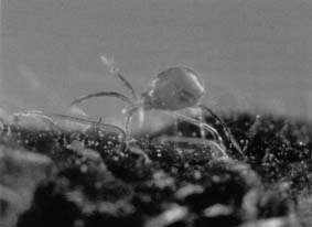 Cannabis and predator mite
