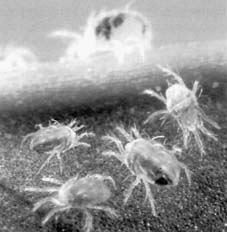 Cannabis and Spidermites - Disability uk