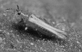 Cannabis and thrips - Disability uk