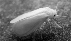 cannabis and the white fly wasp - Disability uk
