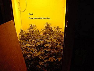 3 Weeks into flowering. It looks cramped!