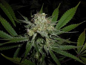 Loft Growroom: Crystal Clear Buds!