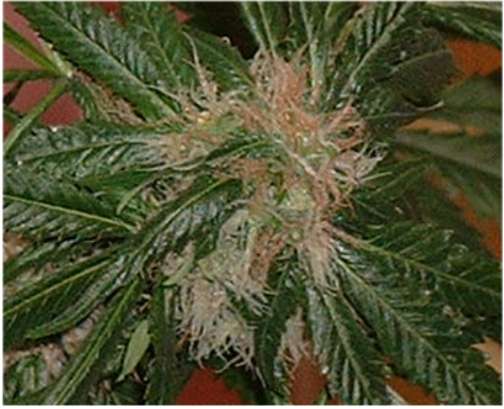Cannabis Bud