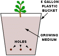 free1_cannabis.gif (5195 bytes)