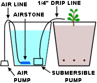 free3_cannabis.gif (6279 bytes)