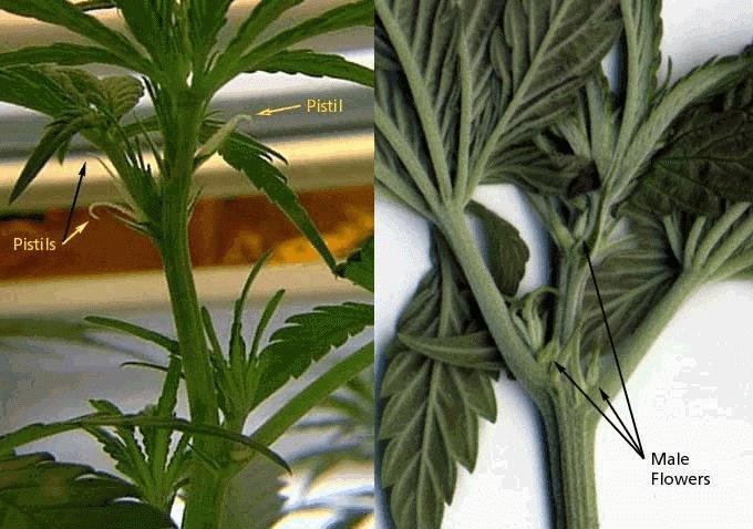 cannabis grow photo