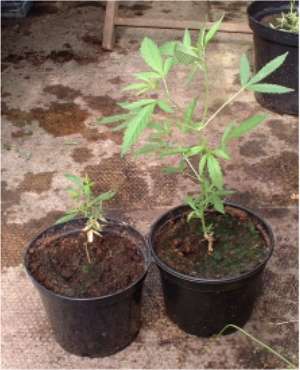 Cannabis plant after two weeks