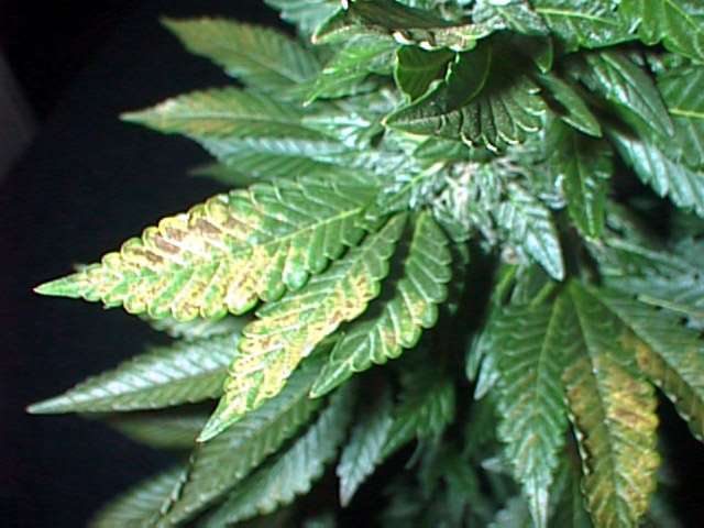 plant3mg_cannabis.jpeg